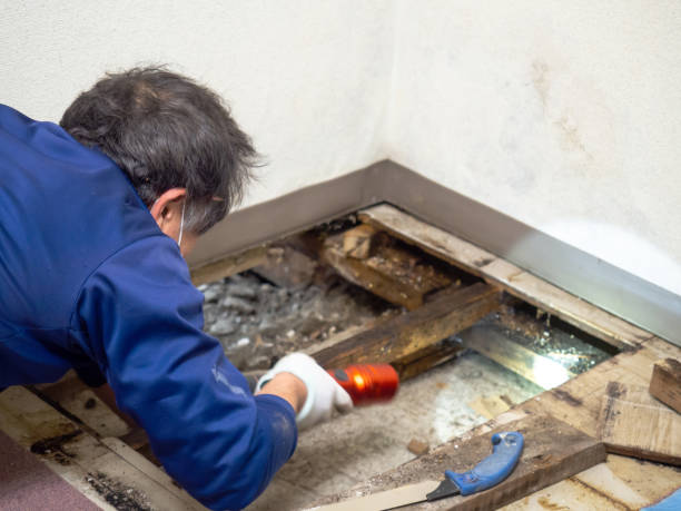 Mold Testing and Removal in Ponderay, ID