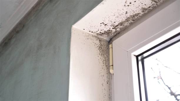 Best Toxic Mold Removal  in Ponderay, ID