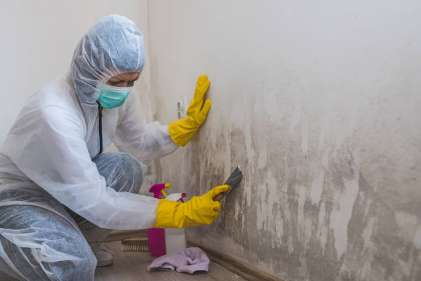 Best Commercial Mold Removal  in Ponderay, ID