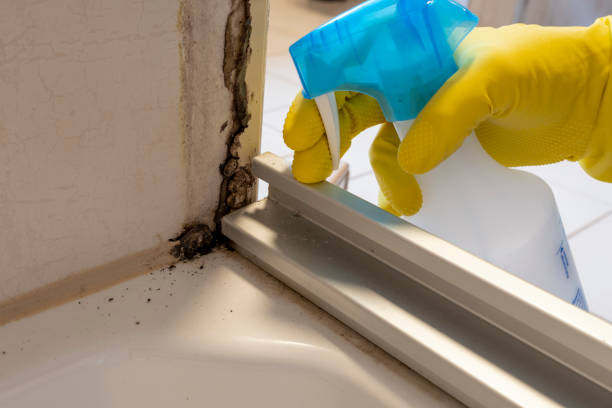 Best Best Mold Removal Companies  in Ponderay, ID