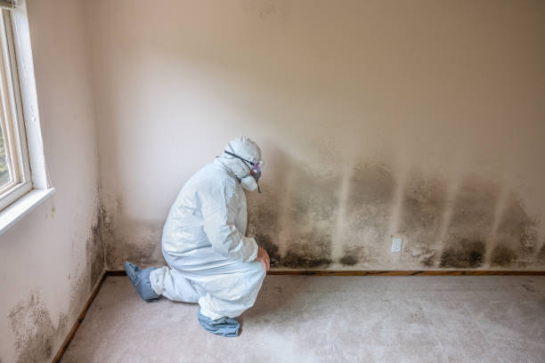 Best Mold Testing  in Ponderay, ID