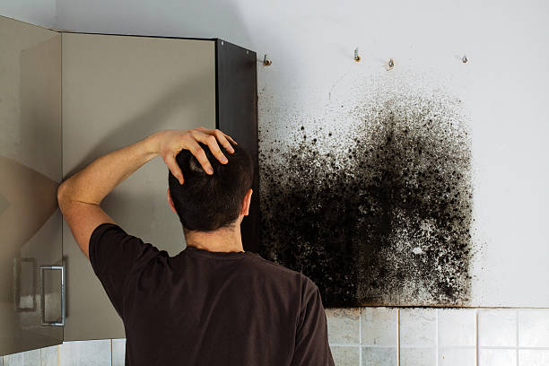 Best Mold Cleaning Services  in Ponderay, ID