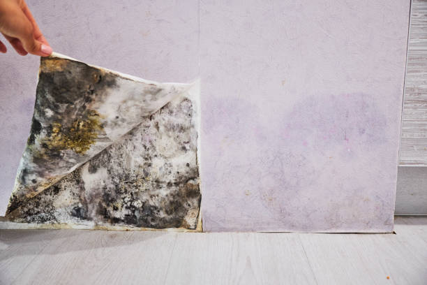 Best Certified Mold Removal  in Ponderay, ID